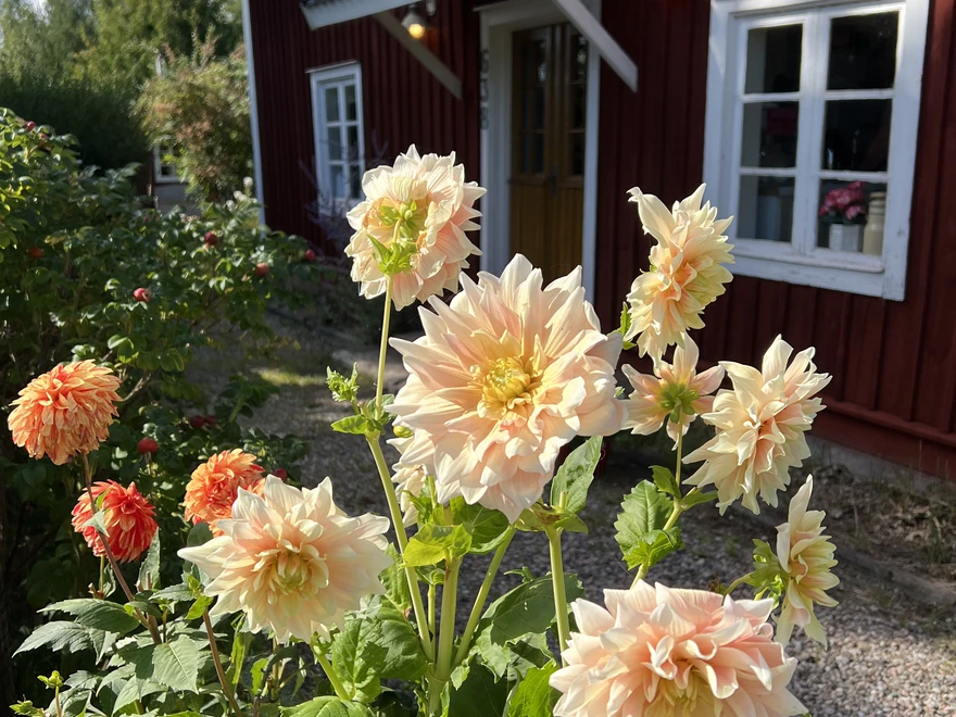 Joacim's old house with summer flowers in the forefront