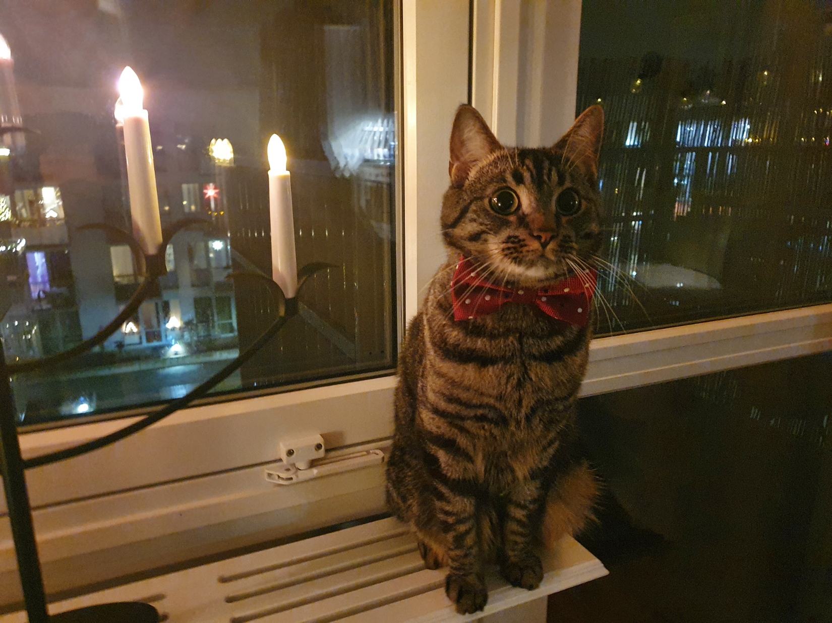 julkatt.jpg