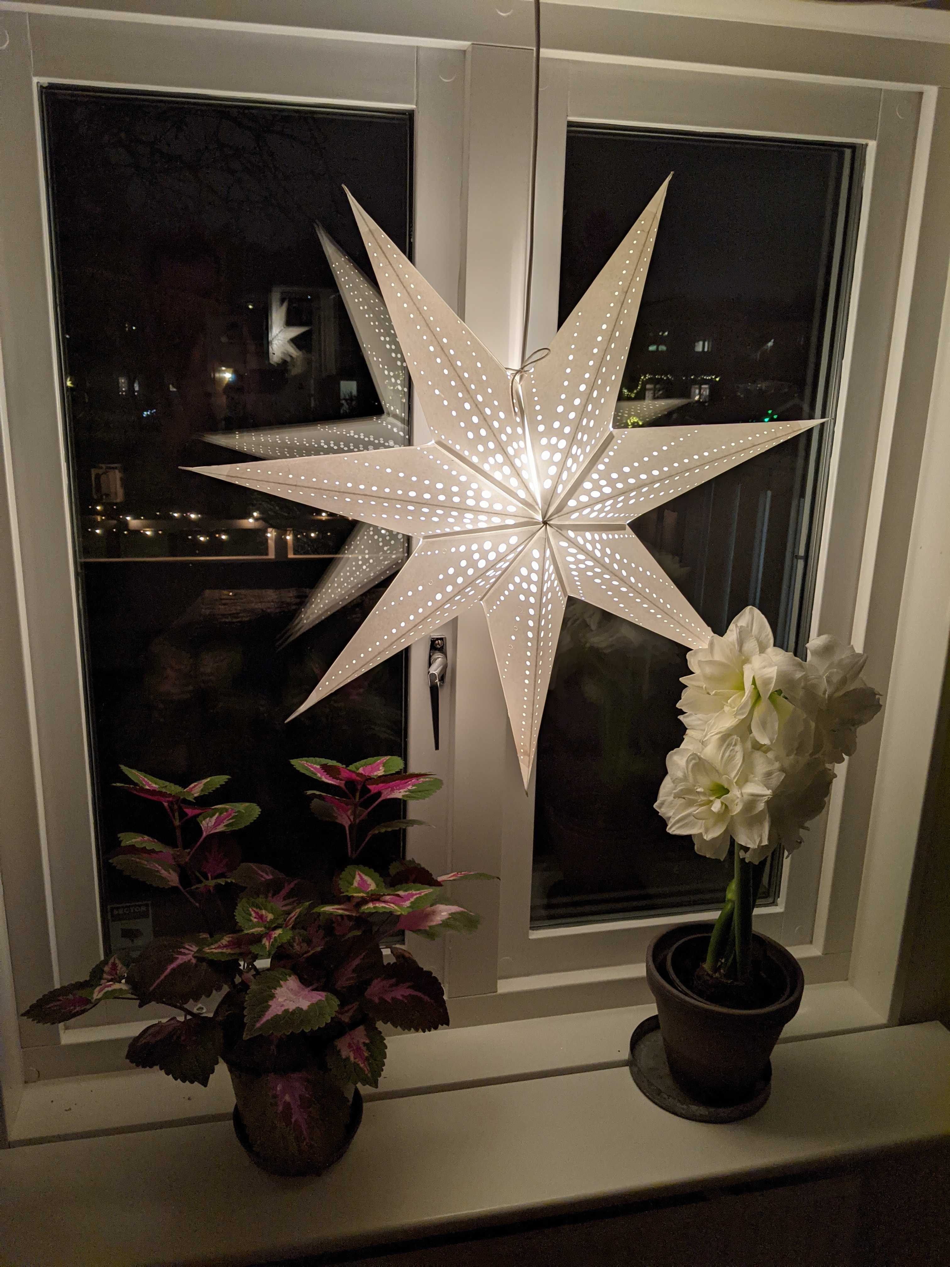 julstjärna.jpg