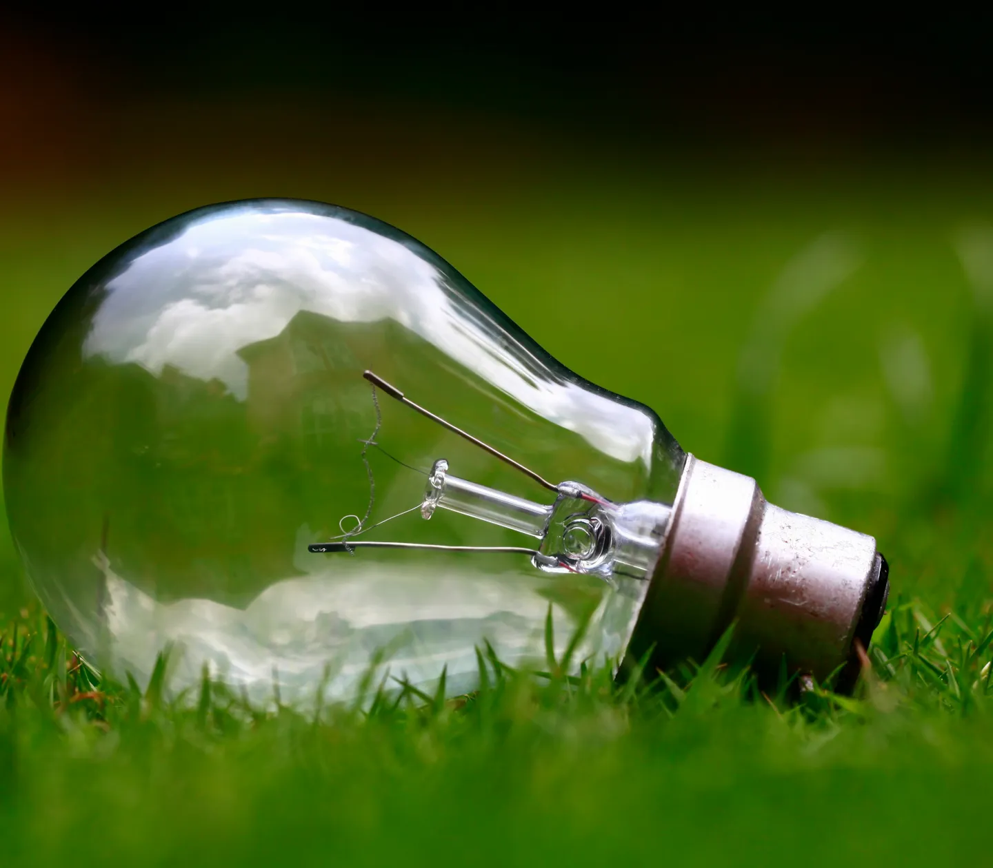 A light bulb lying on a lawn