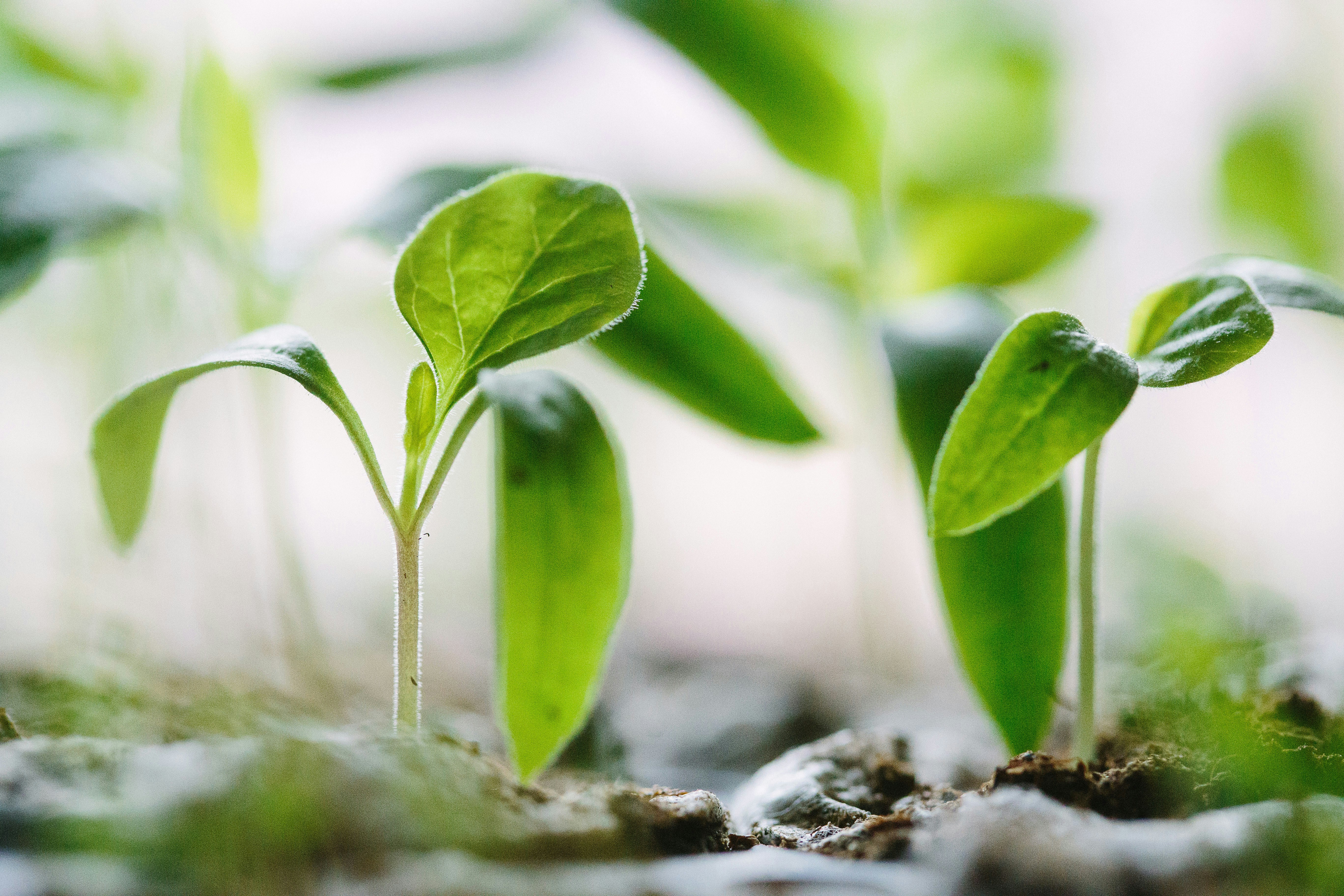 Tender plants growing in soil