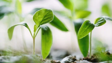 Tender plants growing in soil