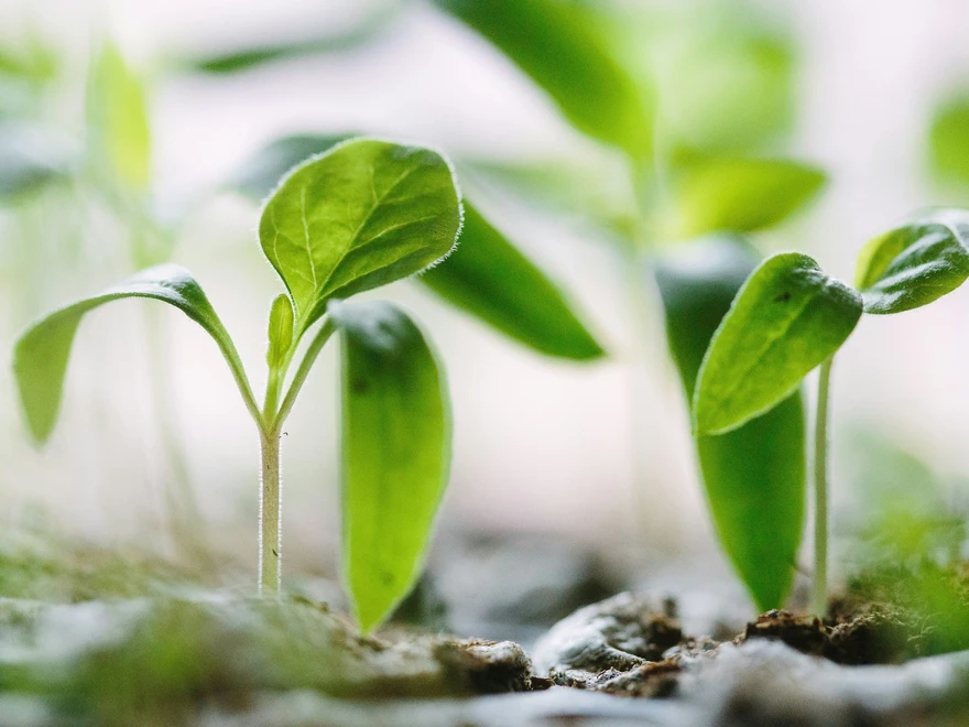 sprouting plants