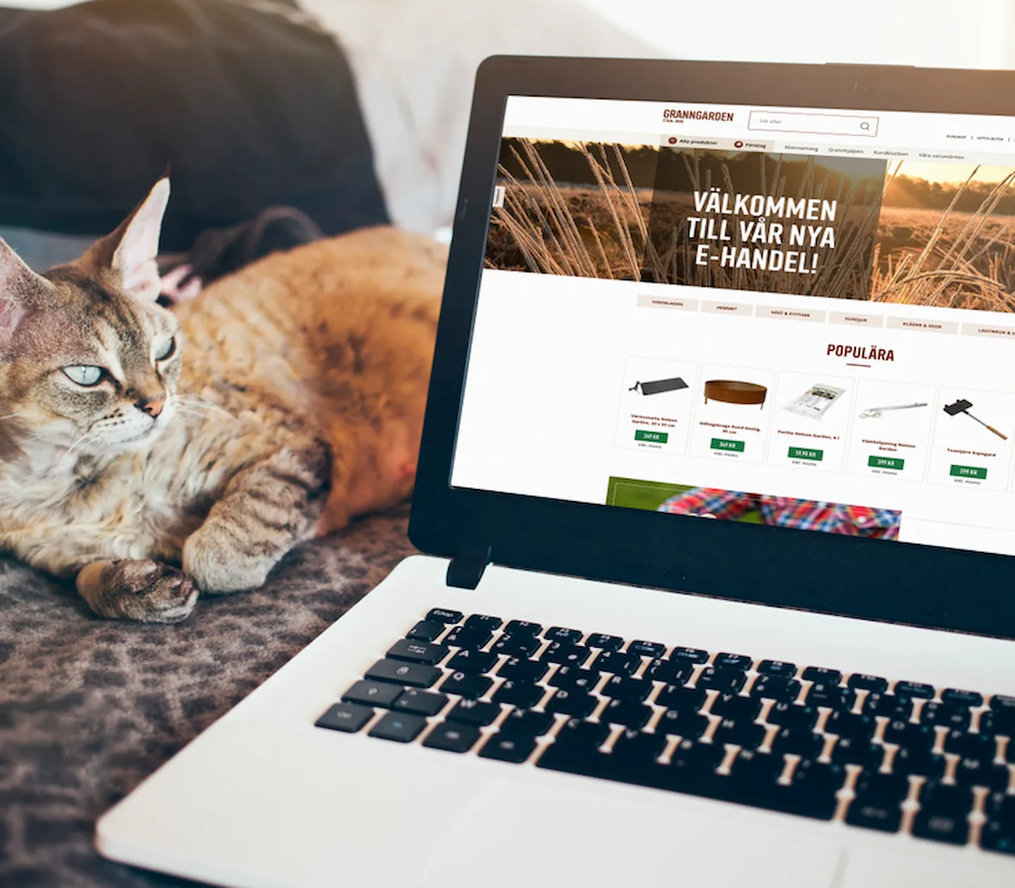 En katt ligger bredvid en dator som visar Granngårdens webbplats