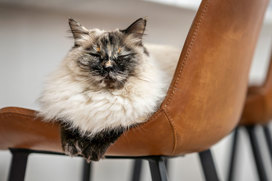 Cat on chair