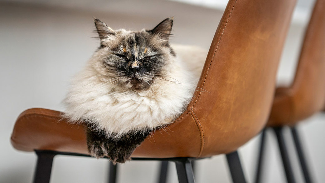 Katt som vilar på stol.