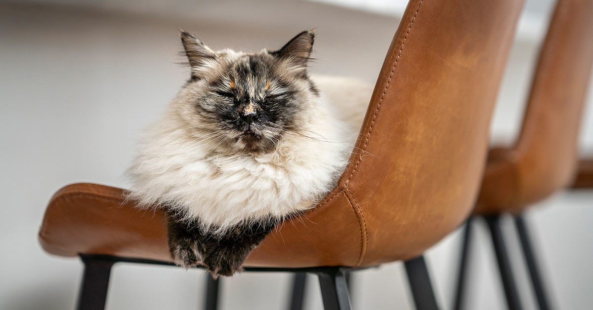 Katt på stol
