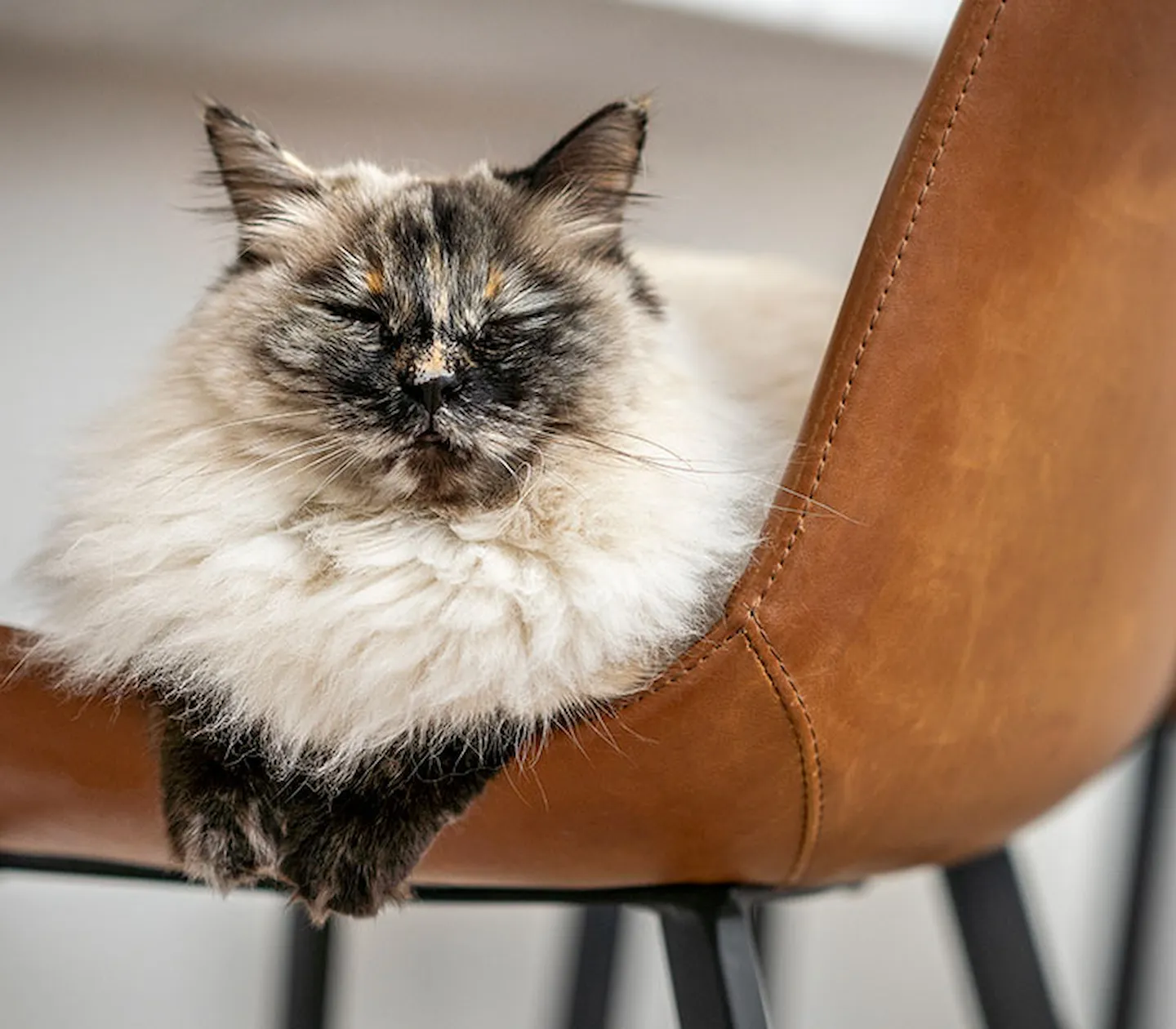 Katt på stol