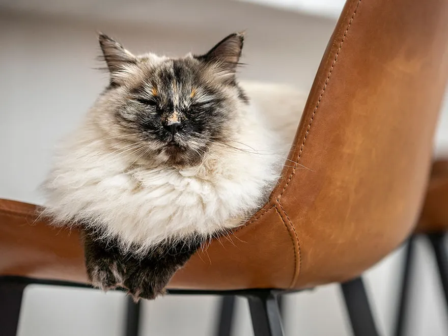 Kat på en stol